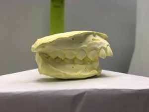 Mẫu xương hàm lúc ban đầu